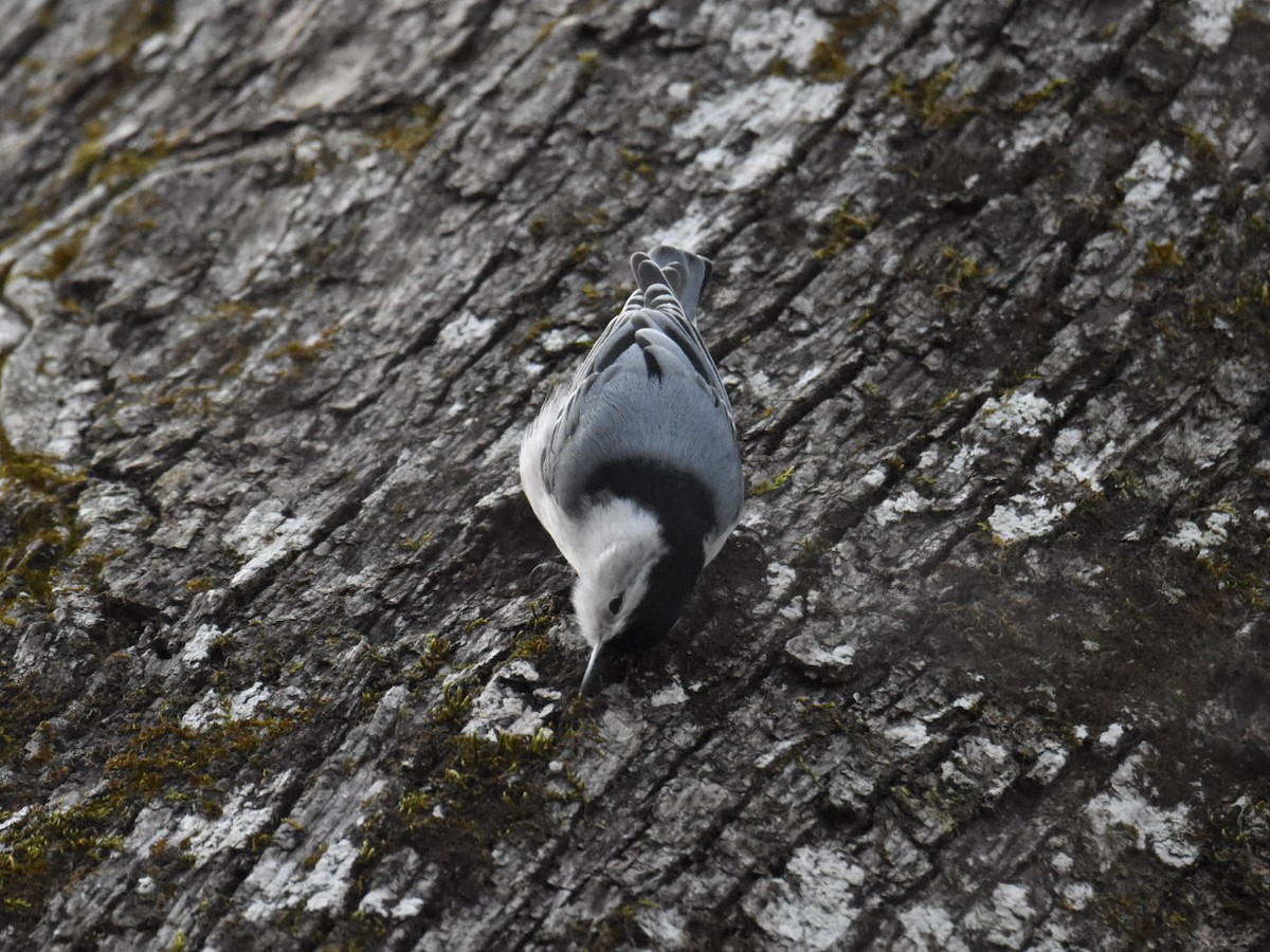 White-breasted Nuthatch - ML613690636