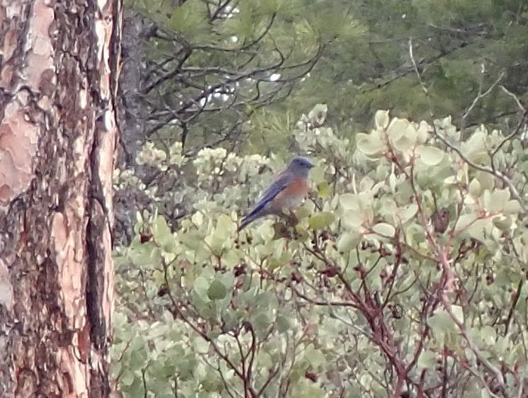 Western Bluebird - ML613690703