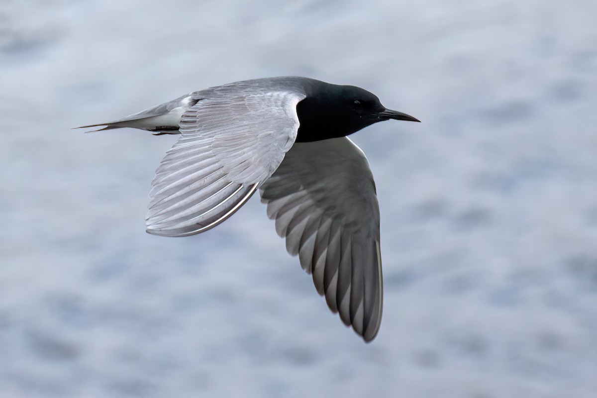 Black Tern - ML613690719