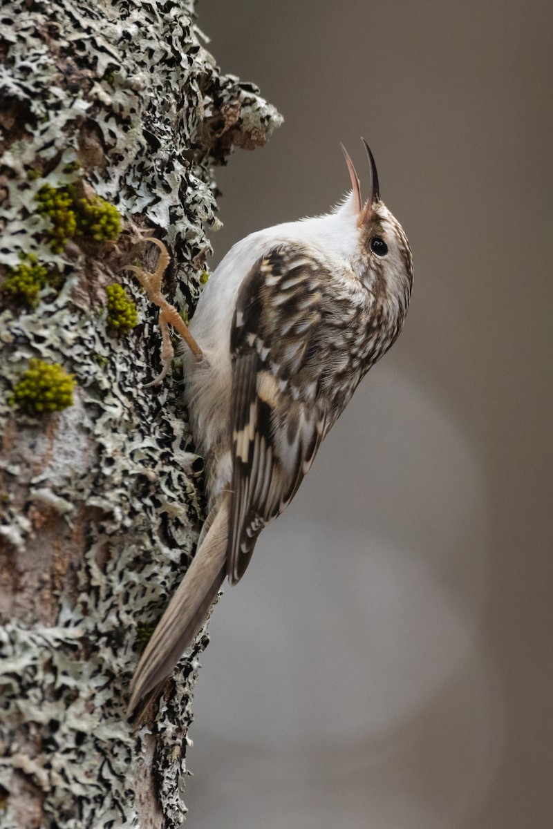 Brown Creeper - ML613690756