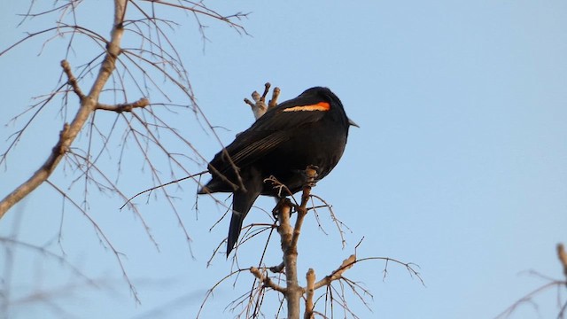 Red-winged Blackbird - ML613690793