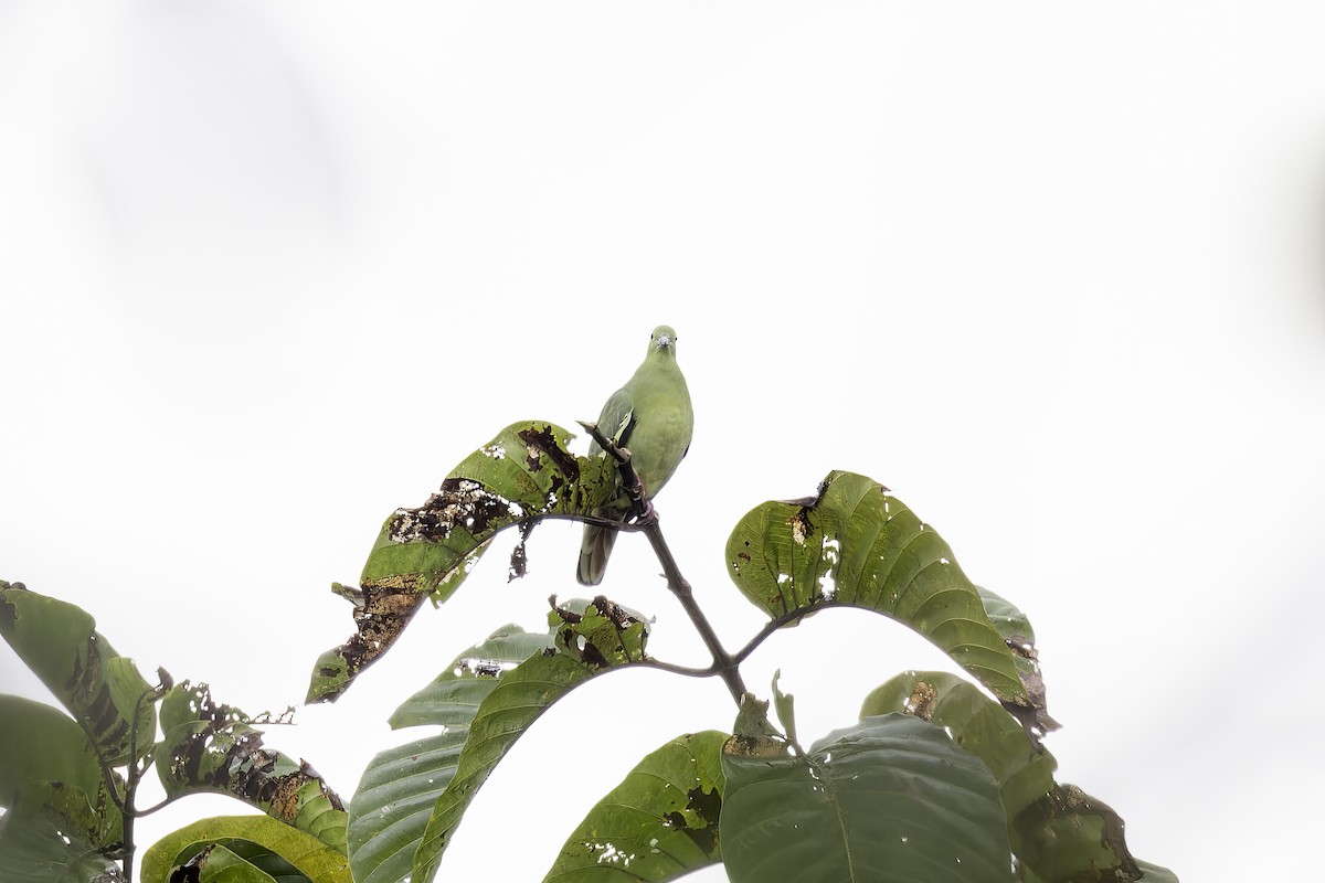 green-pigeon sp. - ML613690814