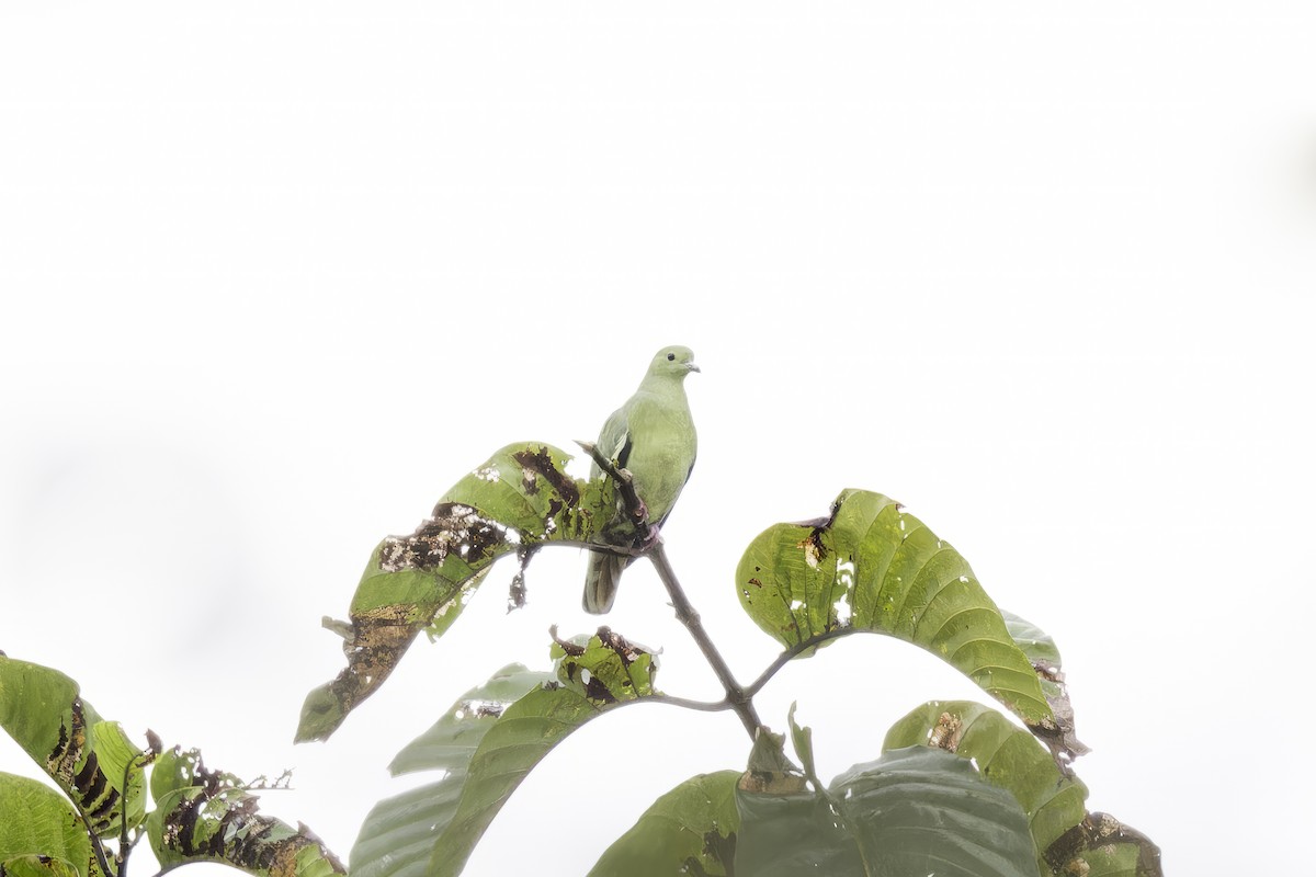 green-pigeon sp. - ML613690816