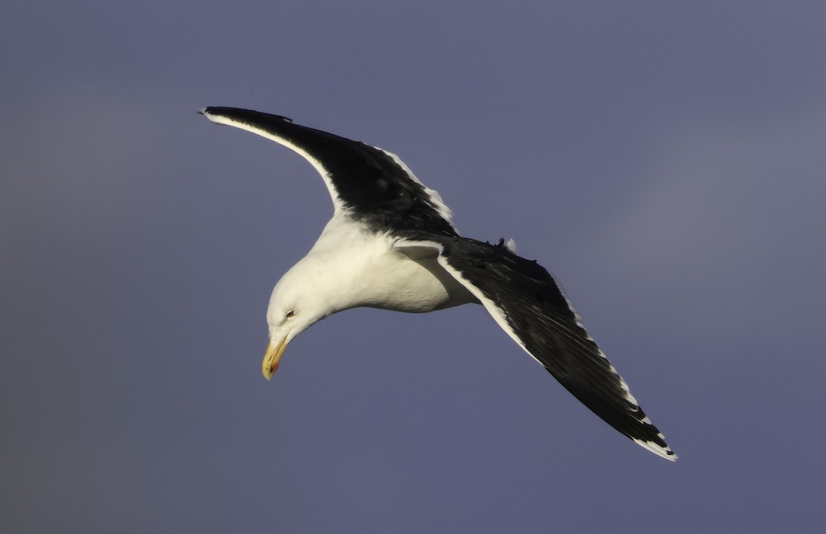 Great Black-backed Gull - ML613690840