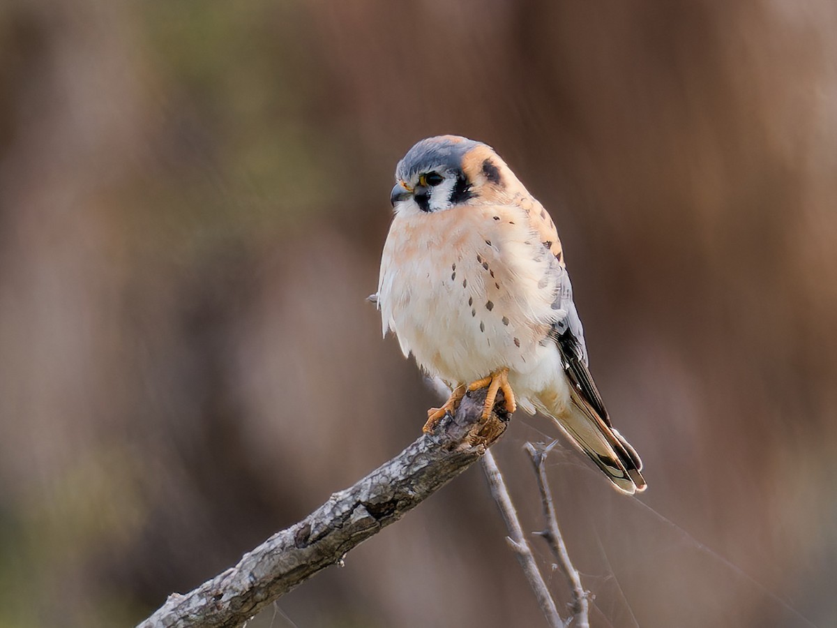 American Kestrel - ML613690844