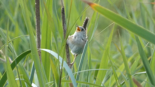 Sedge Wren - ML613690854