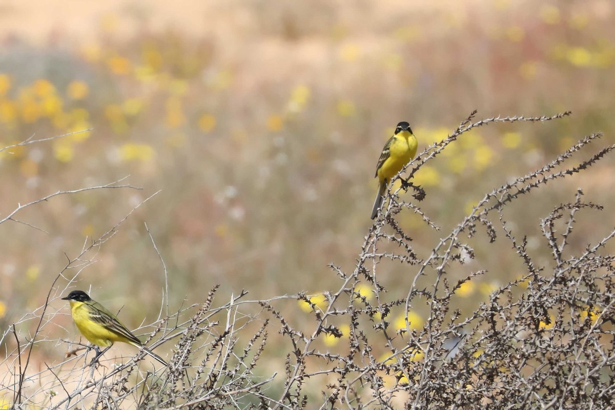 Western Yellow Wagtail (dombrowskii-type intergrade) - ML613690932