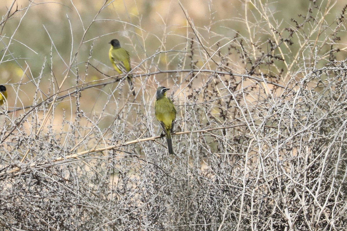 Western Yellow Wagtail (dombrowskii-type intergrade) - ML613690933