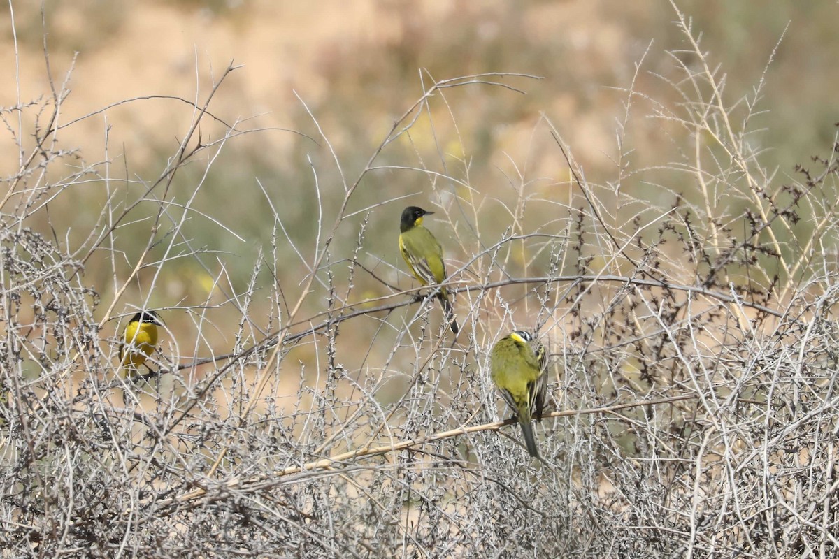 Western Yellow Wagtail (dombrowskii-type intergrade) - ML613690934