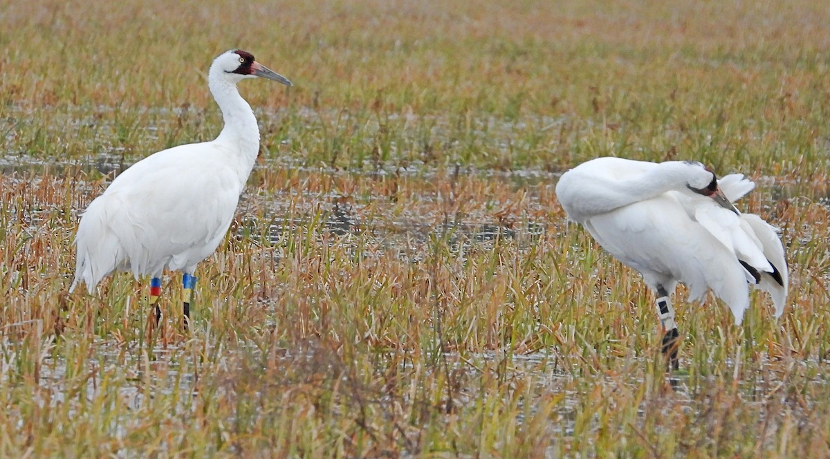 Whooping Crane - ML613690935