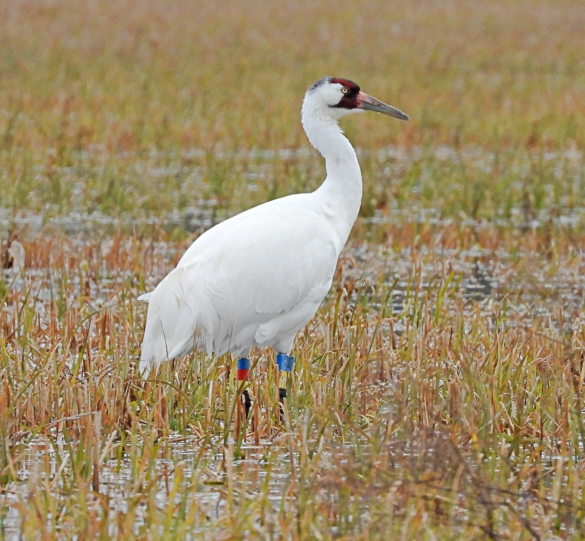 Whooping Crane - ML613690936