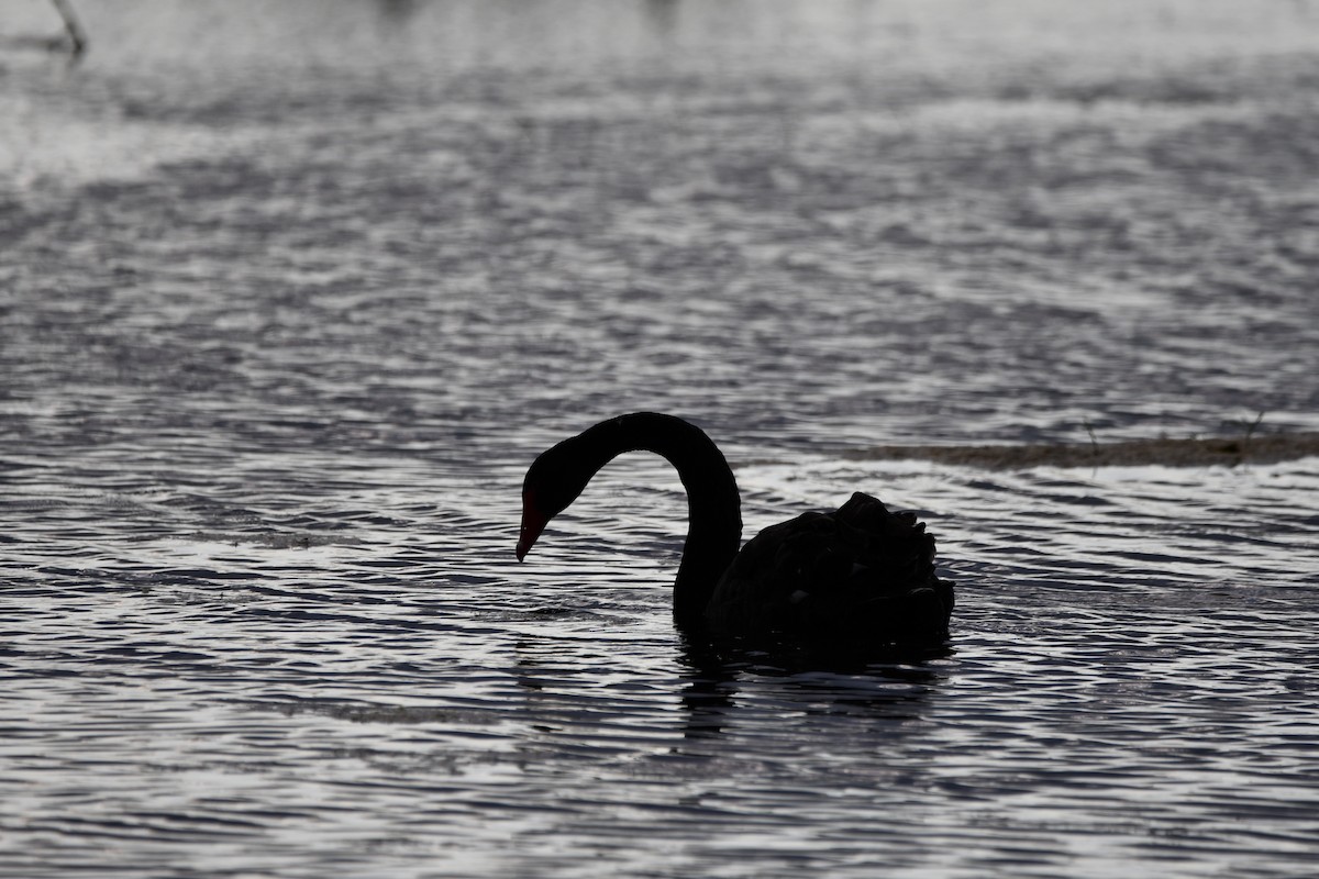 Black Swan - ML613690975
