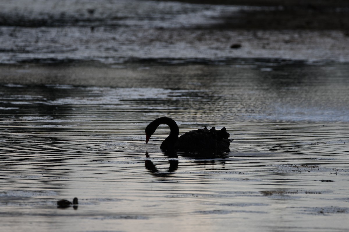 Black Swan - ML613690977