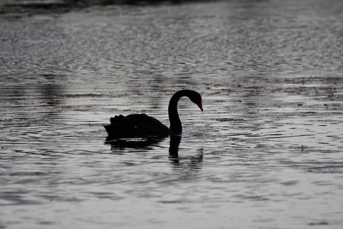 Black Swan - ML613690983