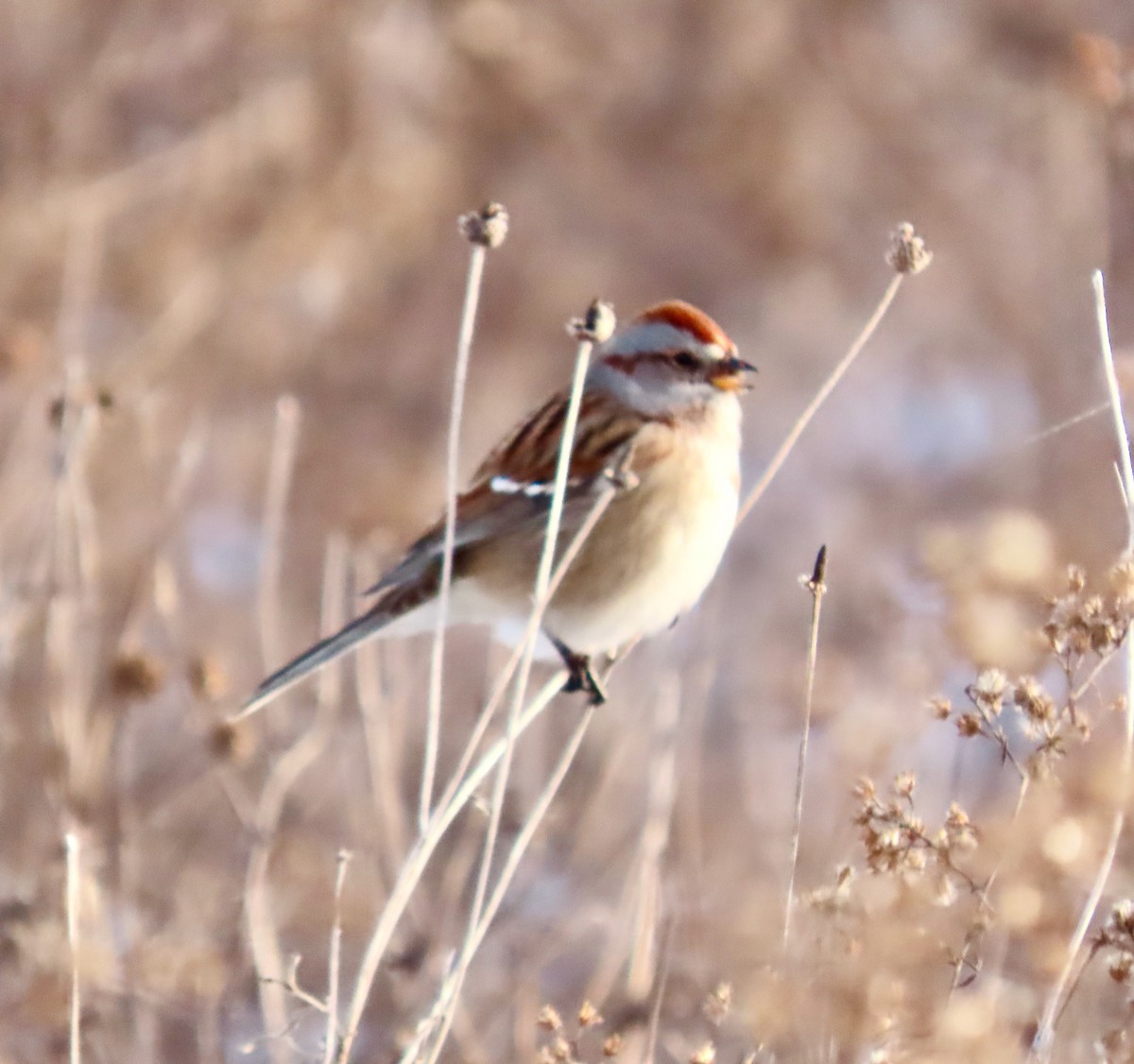 American Tree Sparrow - ML613690991