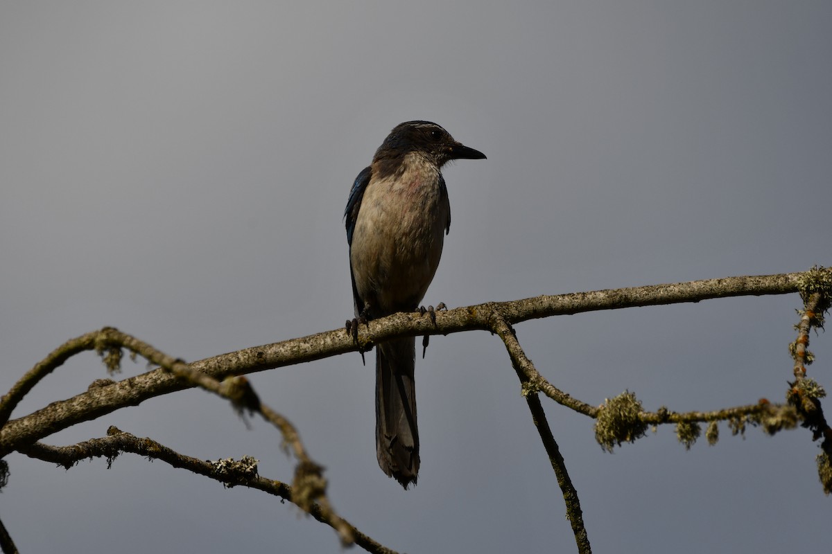 California Scrub-Jay - ML613691015