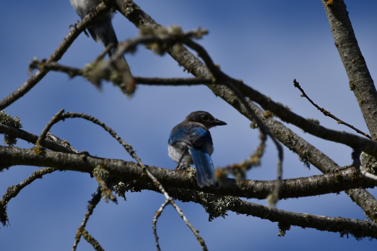 California Scrub-Jay - ML613691017