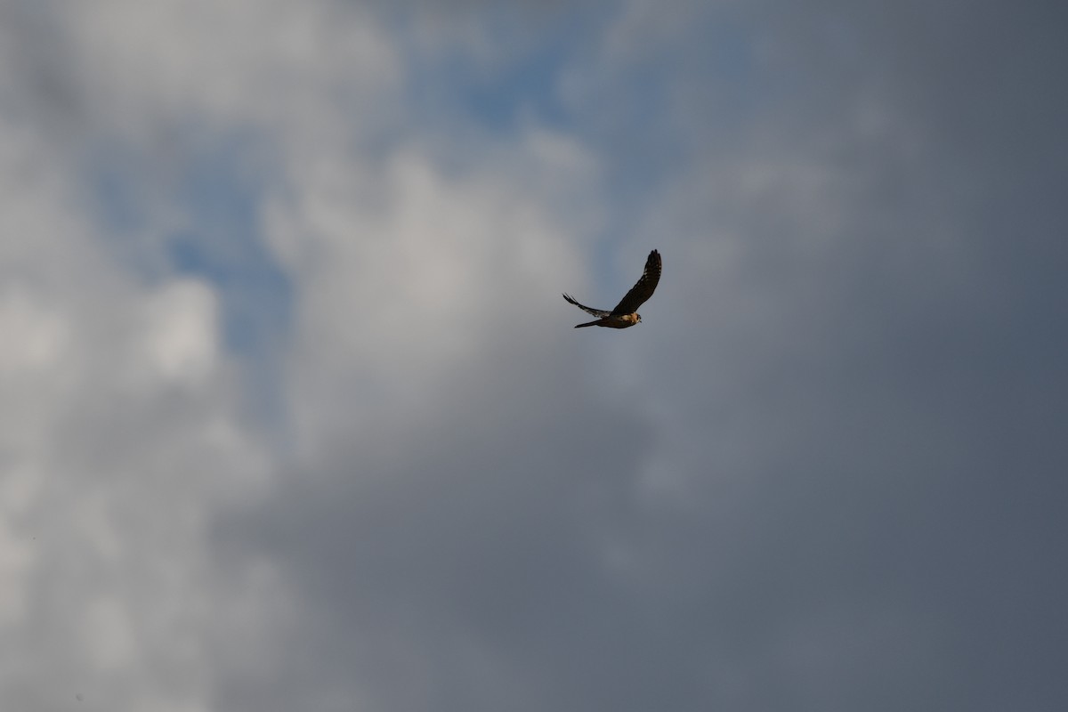 American Kestrel - ML613691059