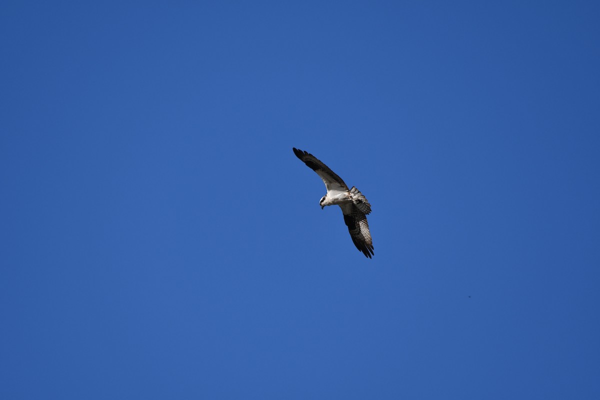 Osprey (carolinensis) - Andrew Jacobs