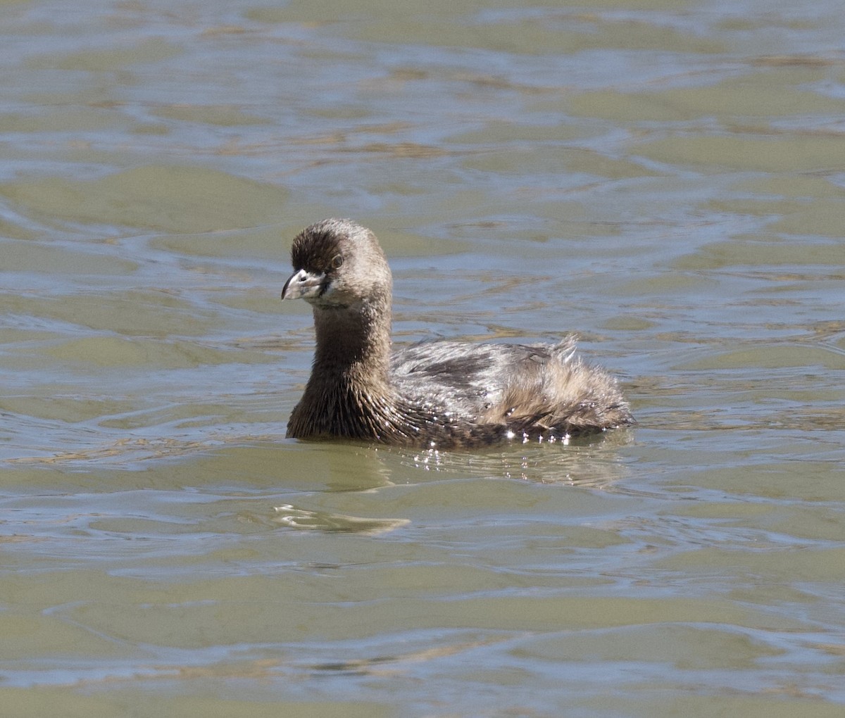 Pied-billed Grebe - ML613691206