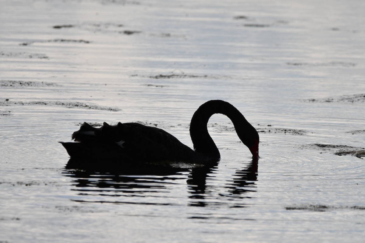 Black Swan - ML613691255