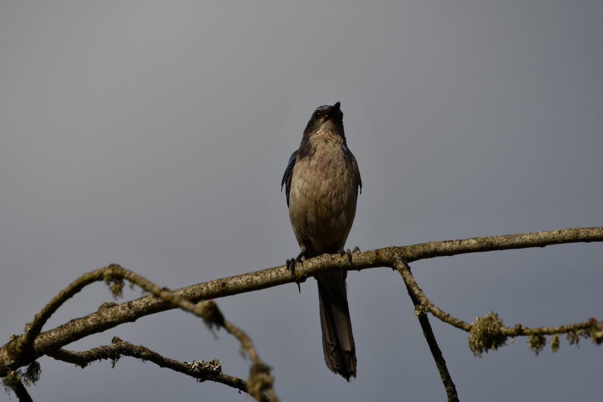 California Scrub-Jay - ML613691290