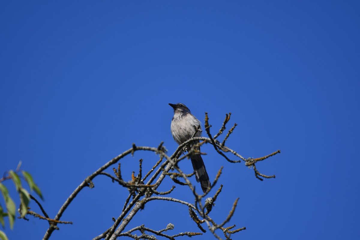 California Scrub-Jay - ML613691291