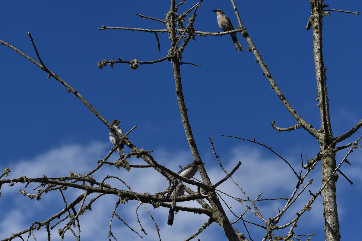 California Scrub-Jay - ML613691295