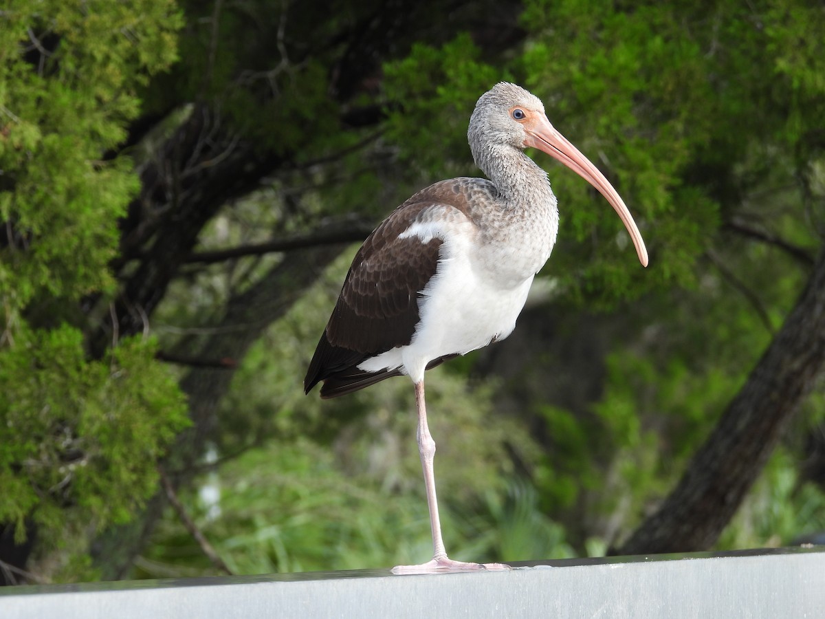 ibis bílý - ML613691423