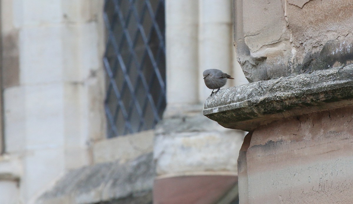 rehek domácí (ssp. gibraltariensis/aterrimus) - ML613691456