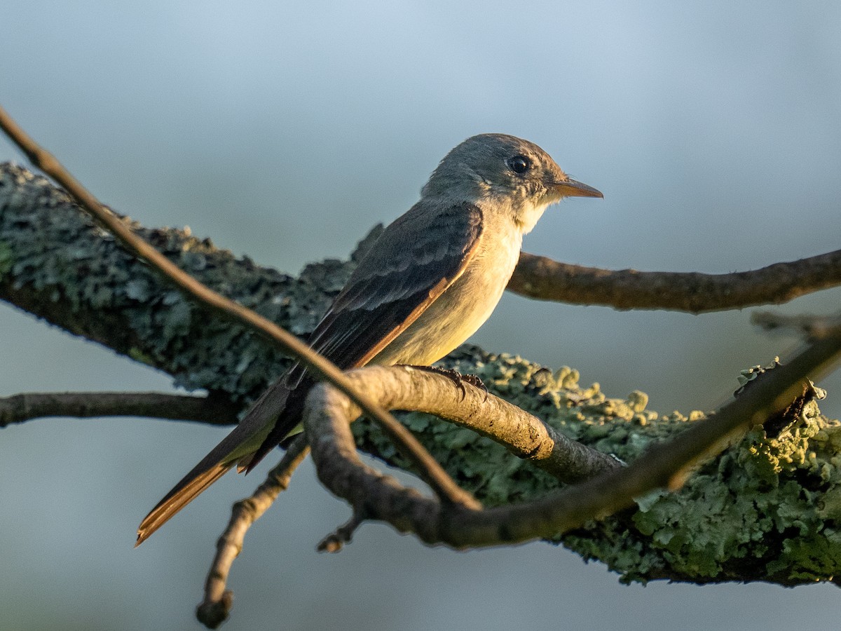 Eastern Wood-Pewee - Ken Nickerson