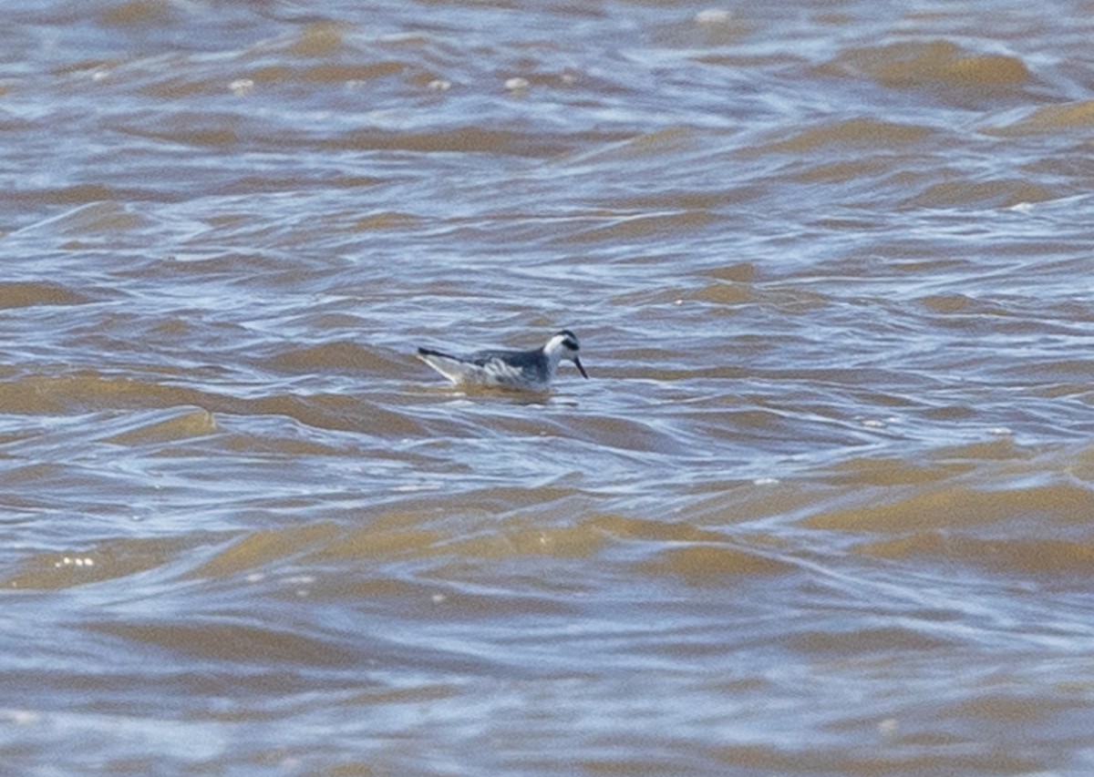 Red Phalarope - ML613691551