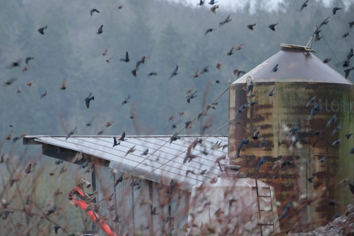 blackbird sp. - ML613691553