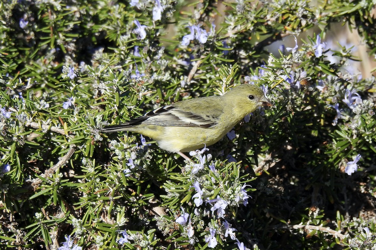 Lesser Goldfinch - ML613691649