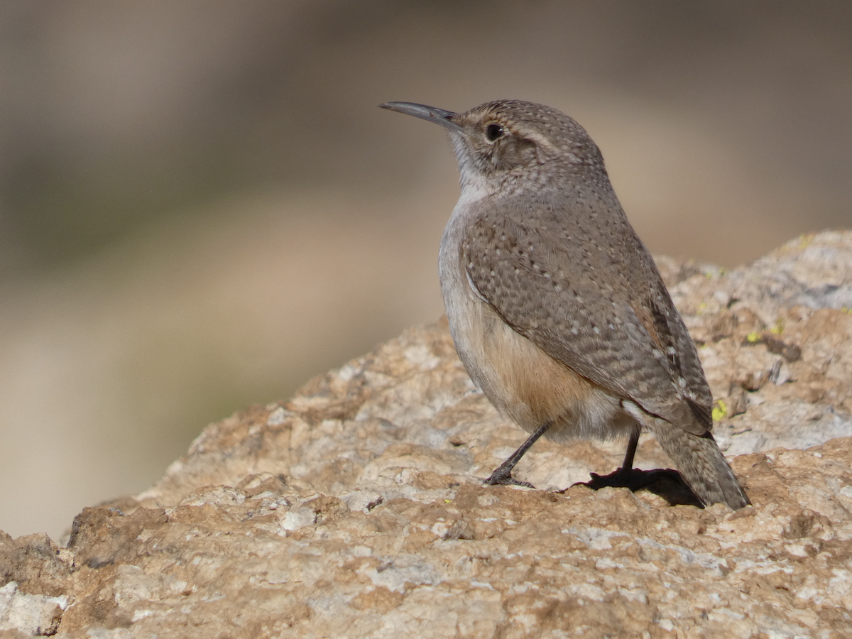 Rock Wren - Carolyn Sanders