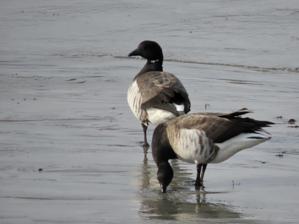 Brant - ML613691754