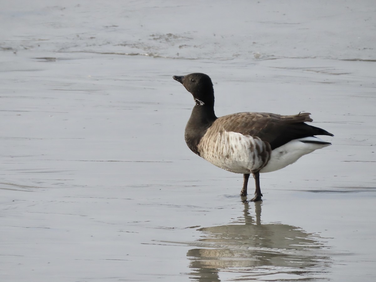 Branta musubeltza - ML613691756