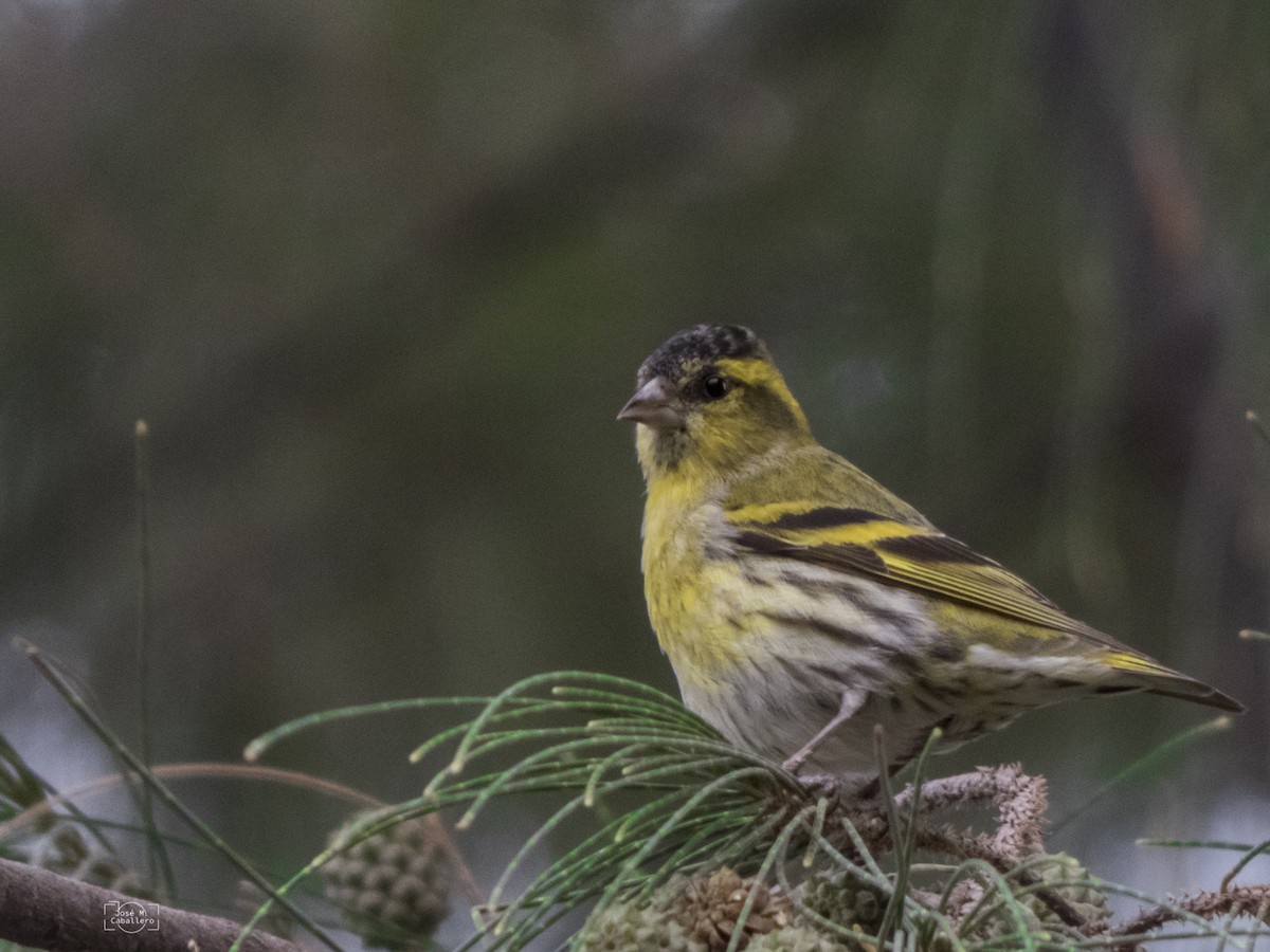 Eurasian Siskin - José Manuel Caballero Fernández