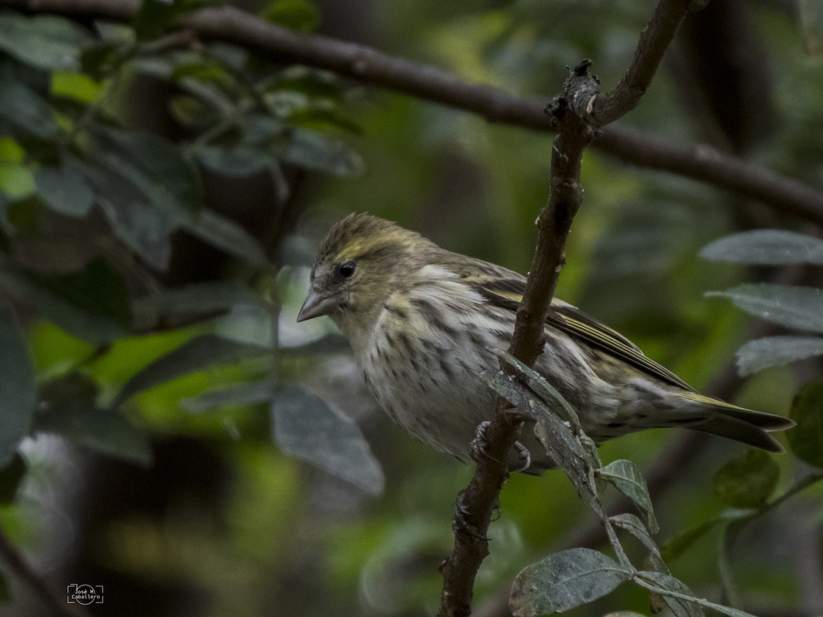 Eurasian Siskin - José Manuel Caballero Fernández