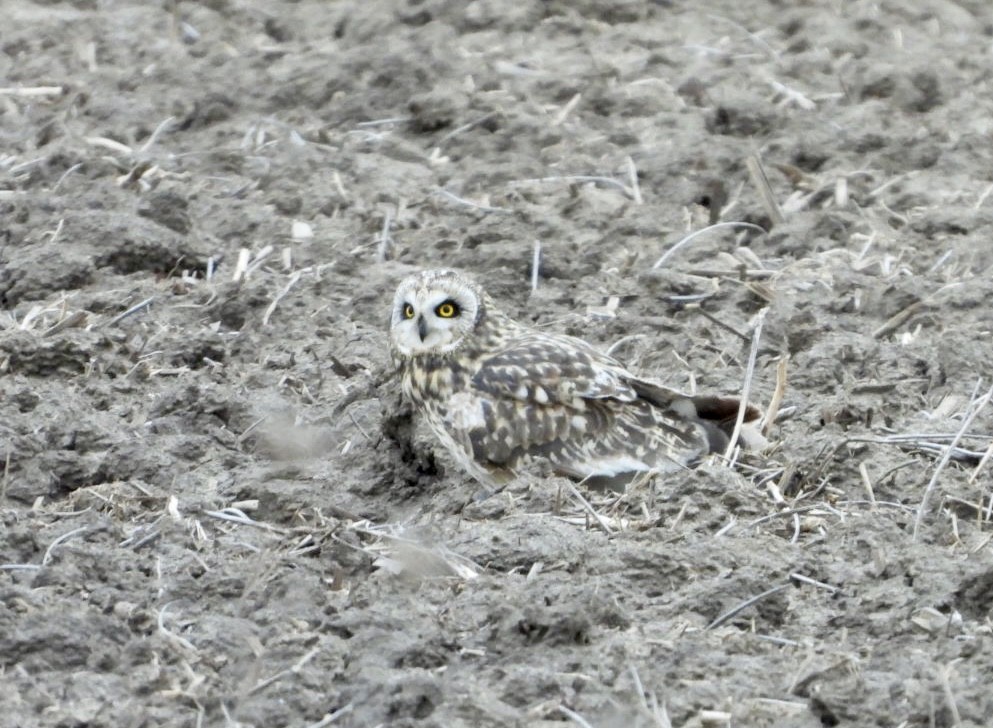 Short-eared Owl - ML613691872