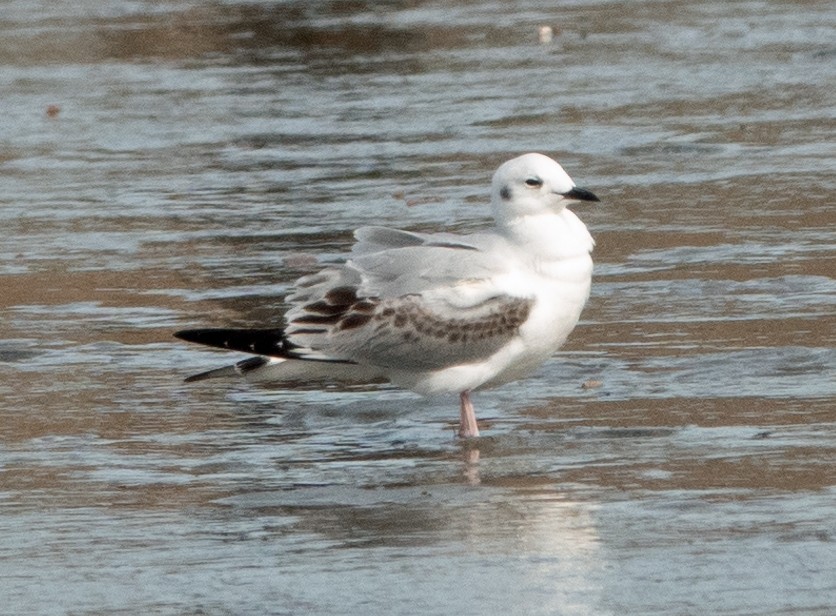 Bonaparte's Gull - ML613691997