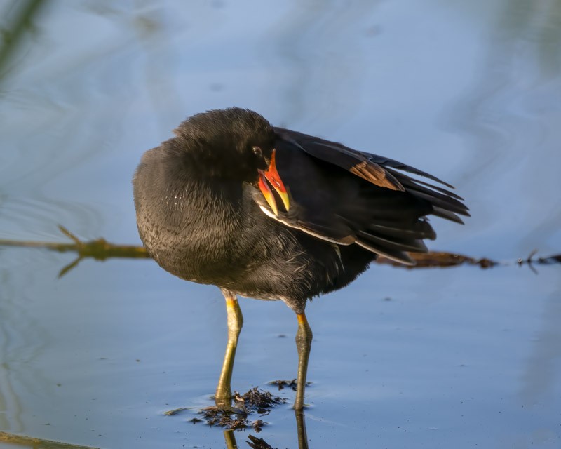 Common Gallinule - Dan Weisz