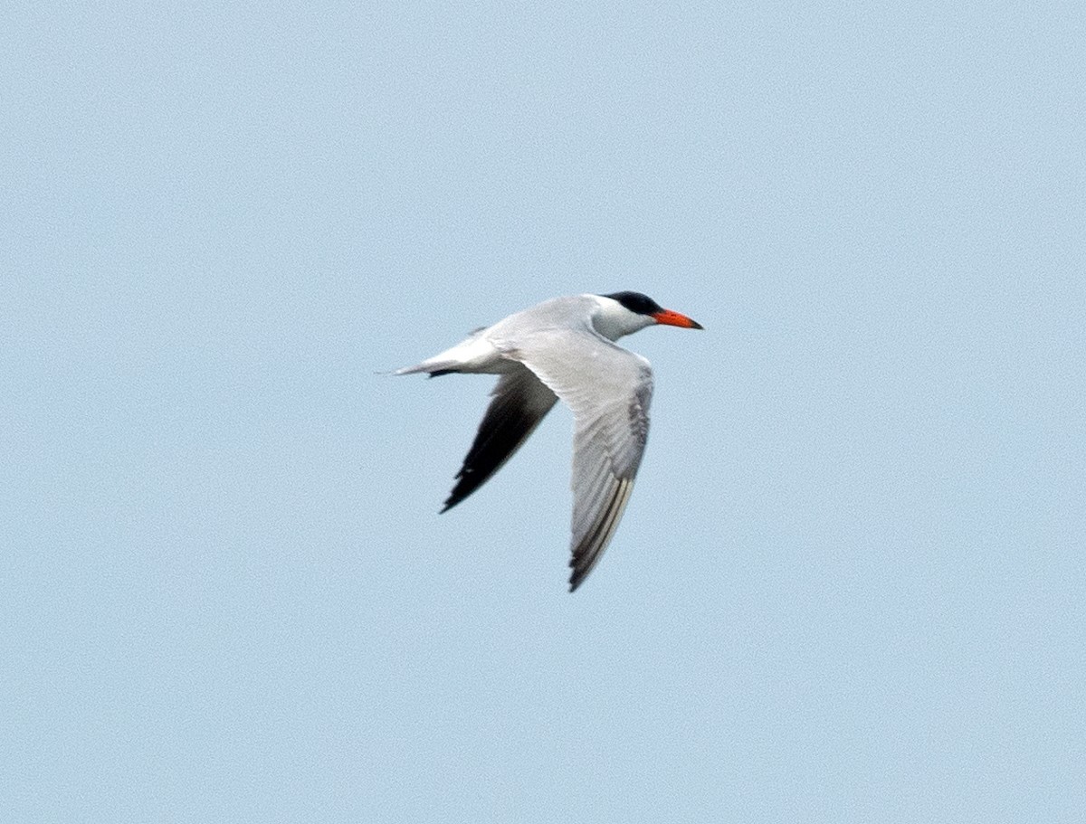 Caspian Tern - Dale Pate