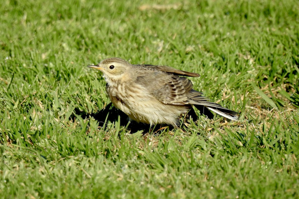 American Pipit - ML613692082