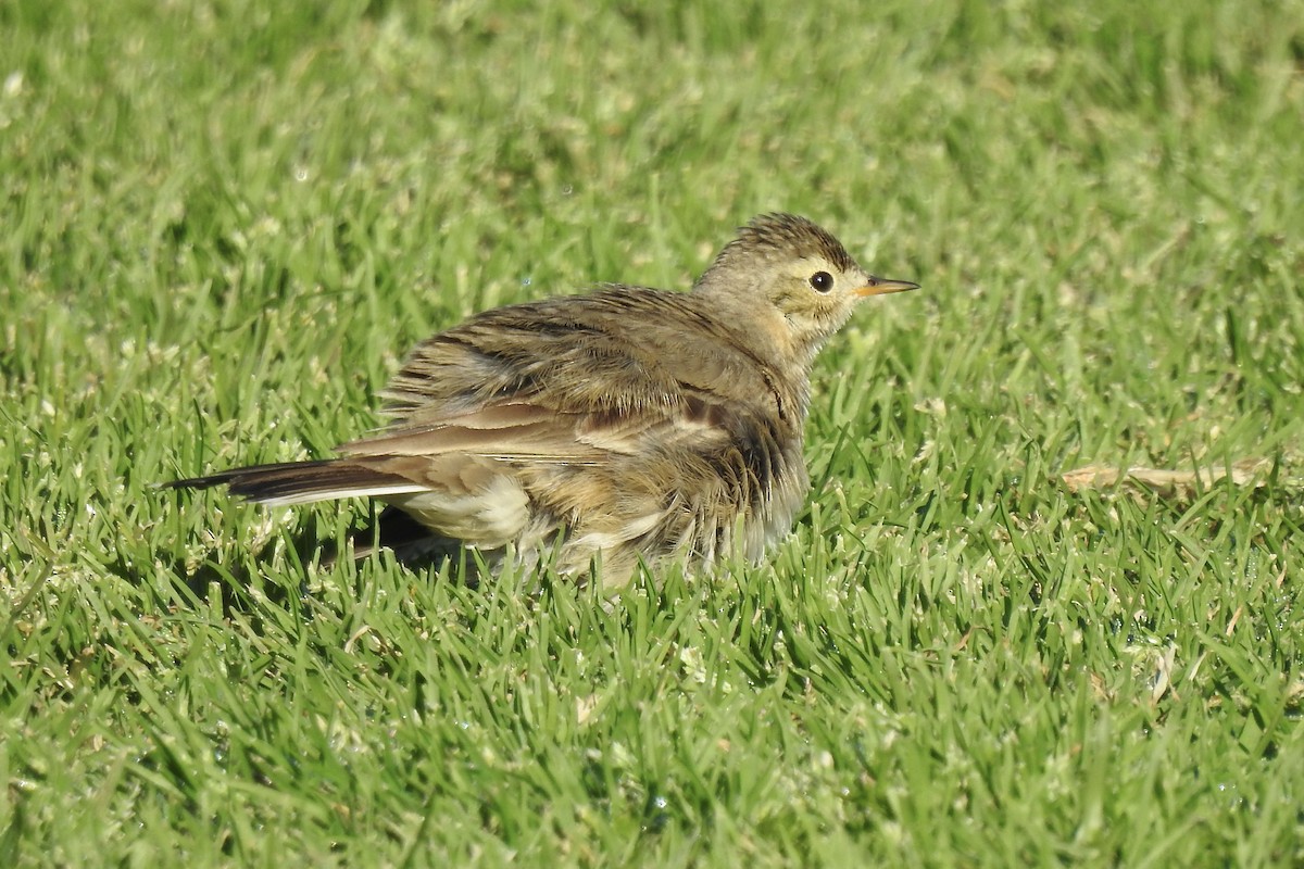 American Pipit - ML613692167