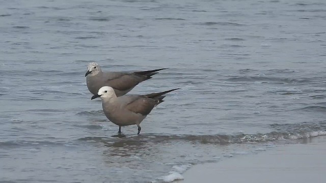 Gaviota Garuma - ML613692221