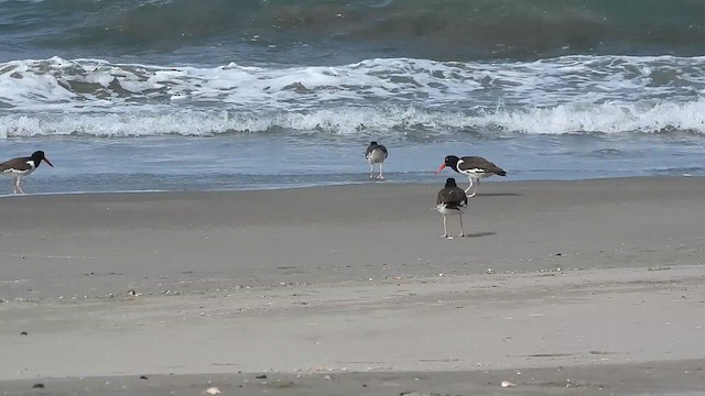 American Oystercatcher - ML613692284