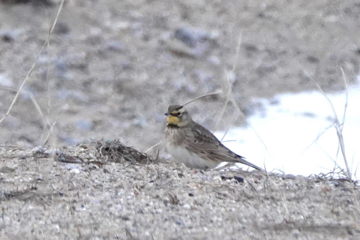 Horned Lark - Doug Johnson