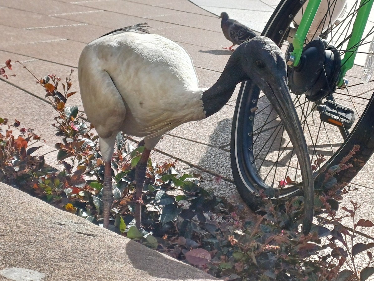 Australian Ibis - ML613692324