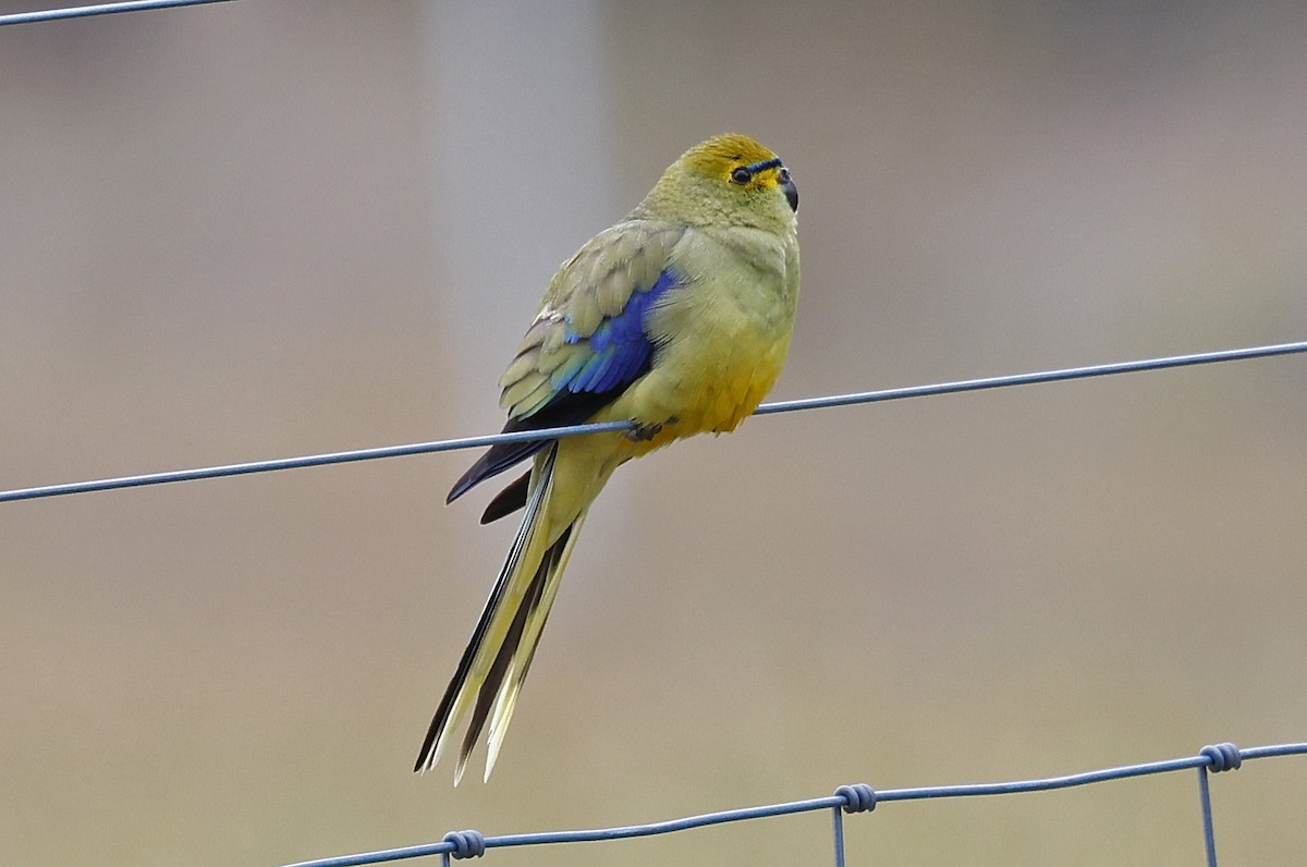 Blue-winged Parrot - Paul Chapman